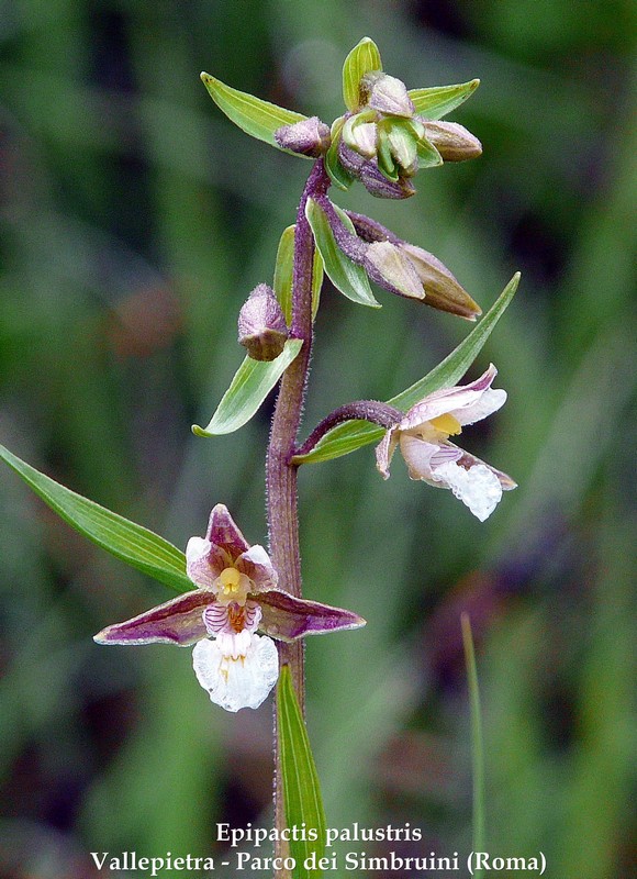 Le orchidee di Vallepietra nel Parco Naturale dei Monti Simbruini (Roma).